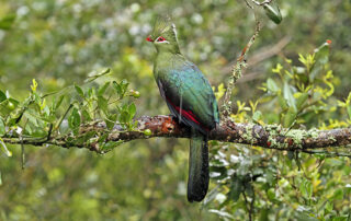 Cruising The Crags | Plettenberg Bay + Garden Route Tourism: Birds of Eden