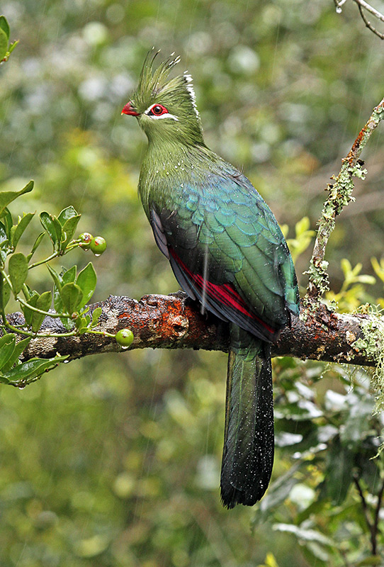 Cruising The Crags | Plettenberg Bay + Garden Route Tourism: Birds of Eden