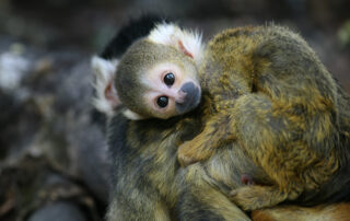 Cruising The Crags | Plettenberg Bay + Garden Route Tourism: Monkey Land