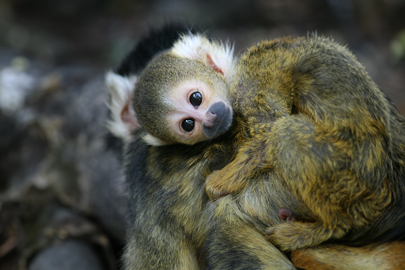 Cruising The Crags | Plettenberg Bay + Garden Route Tourism: Monkey Land