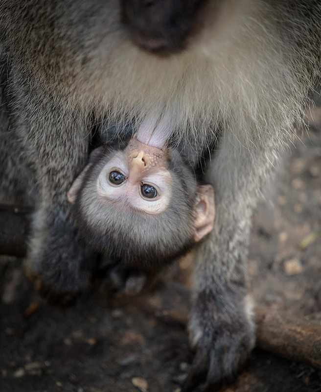 Cruising The Crags | Plettenberg Bay + Garden Route Tourism: Monkey Land