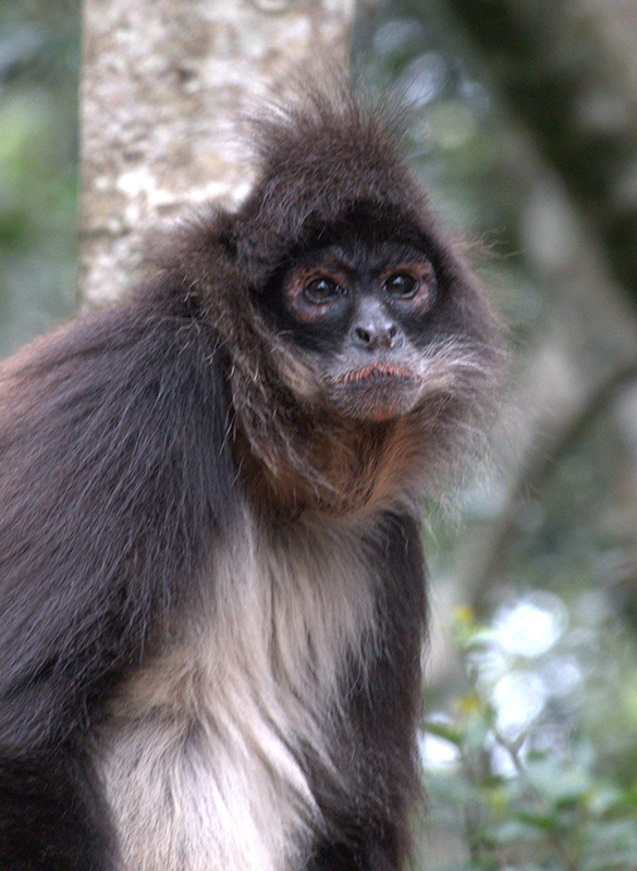Cruising The Crags | Plettenberg Bay + Garden Route Tourism: Monkey Land