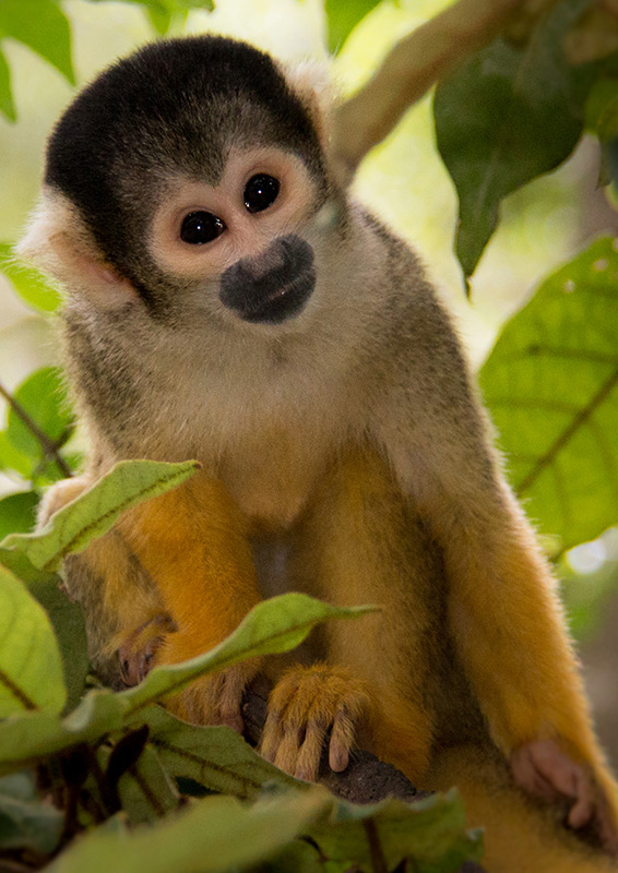 Cruising The Crags | Plettenberg Bay + Garden Route Tourism: Monkey Land