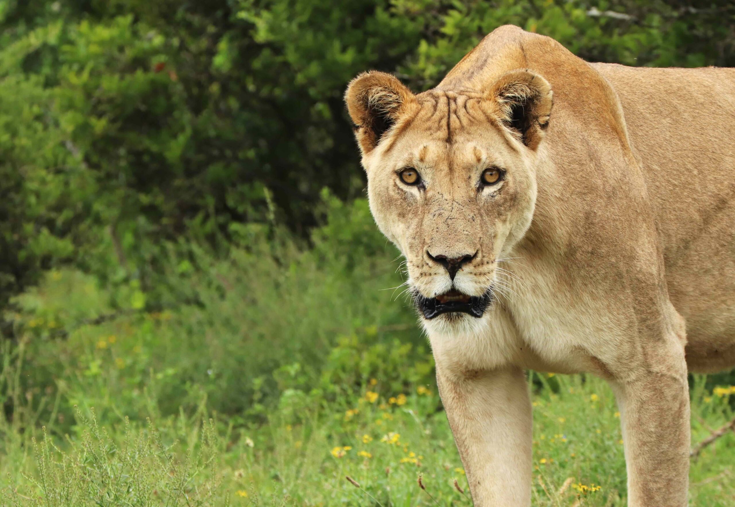 Cruising-The-Crags-Plettenberg-Bay-Jukani-Tourist-Attractions-Big Cats