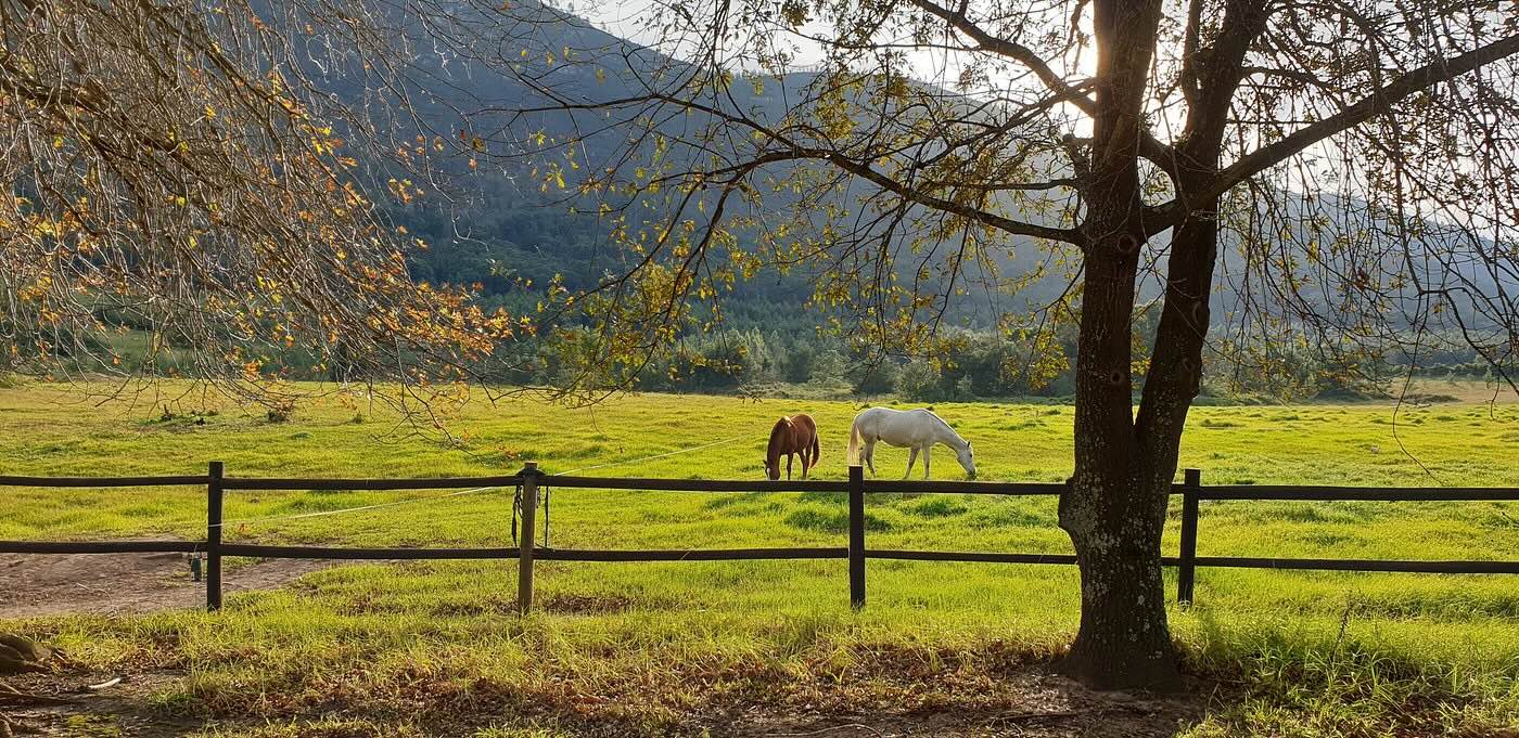 Cruising-The-Crags-Plettenberg Bay-Attractions-Horse-Back-Riding